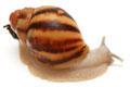 Archachatina marginataI cf. suturalis Nigeria typ 3 silver body juvenil